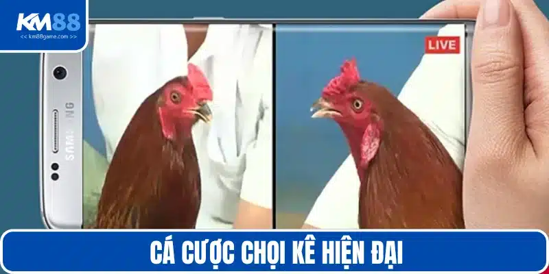 Cách cá cược đá gà hiện đại