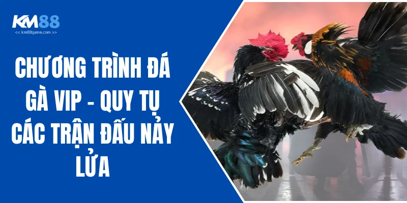 Chương Trình Đá Gà VIP - Quy Tụ Các Trận Đấu Nảy Lửa