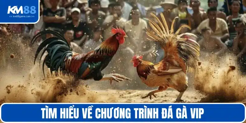 Khái quát chung về chương trình chọi gà VIP