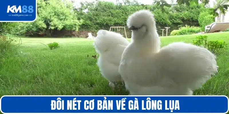 Gà lông lụa là gì?